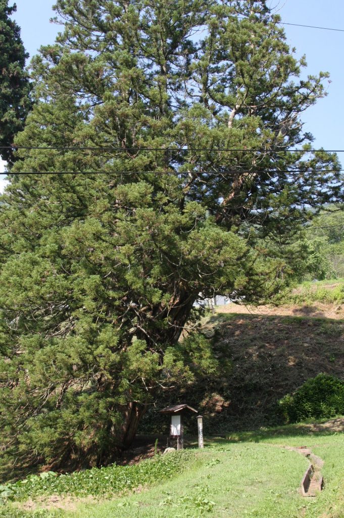 臥雲院の三本杉