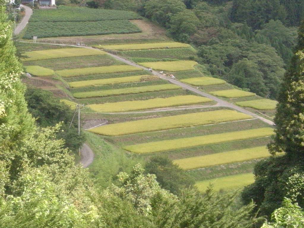 田沢沖の棚田